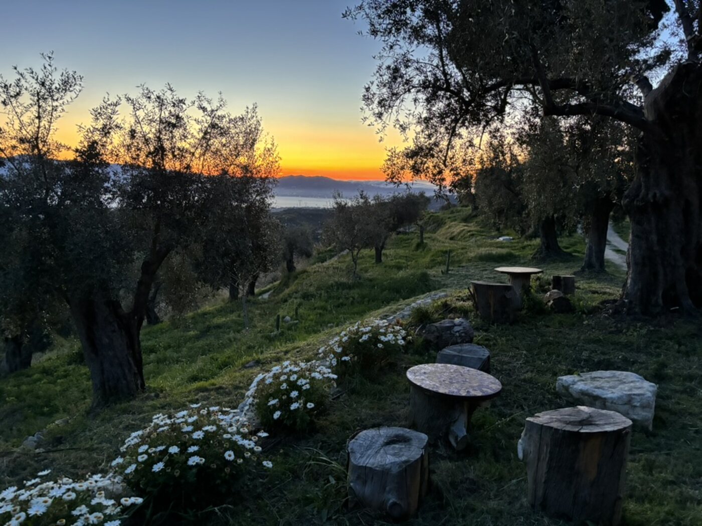 Tavolo e sedie in legno tra ulivi al tramonto, margherite in primo piano