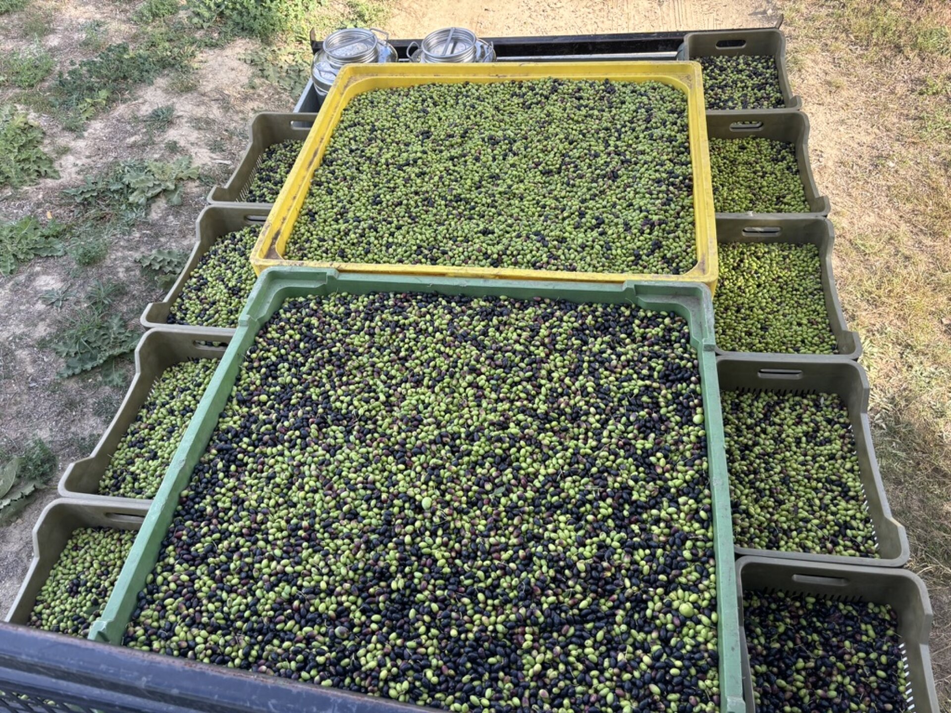 Bottiglia di olio extravergine Kalanè di Gaya